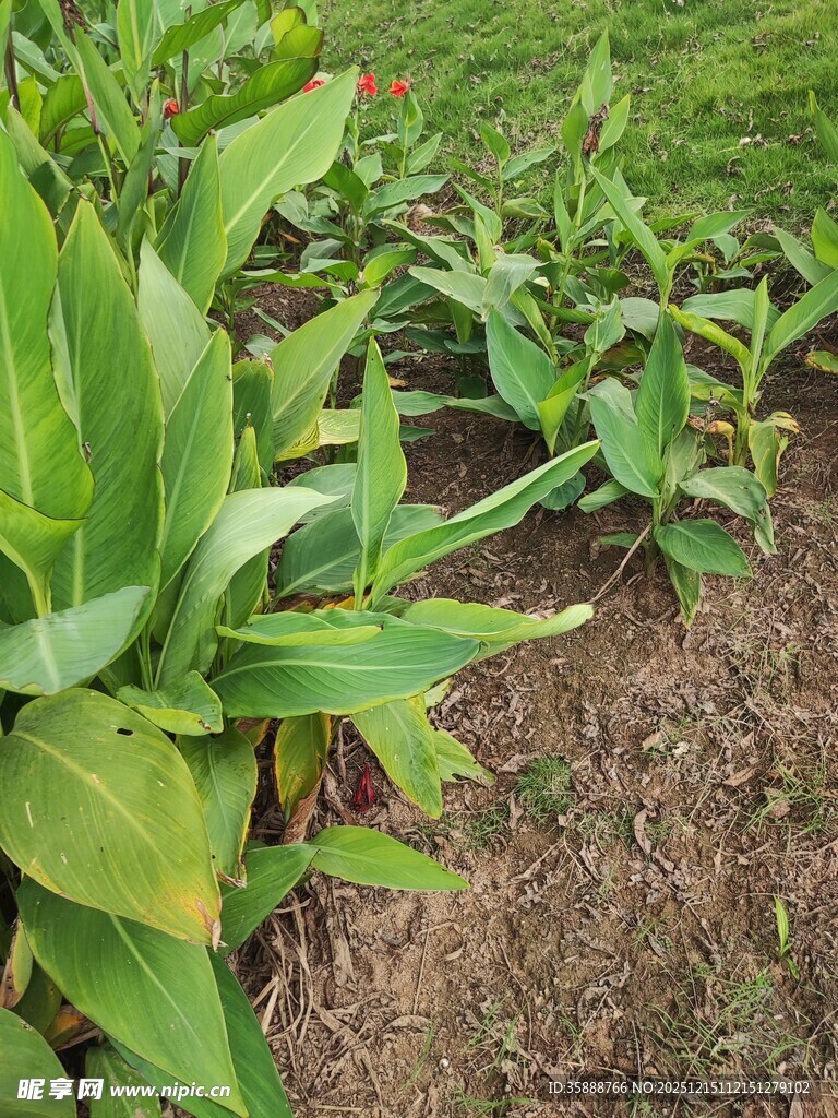 绿叶植物生机盎然的景象