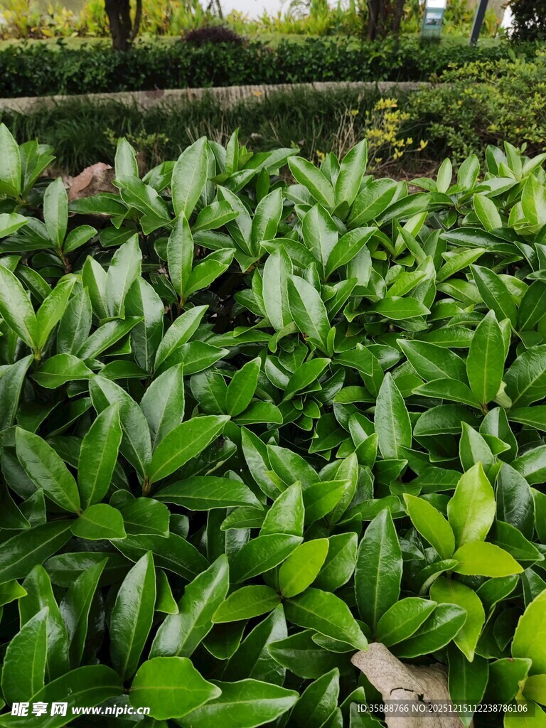 翠绿繁茂的绿植景观