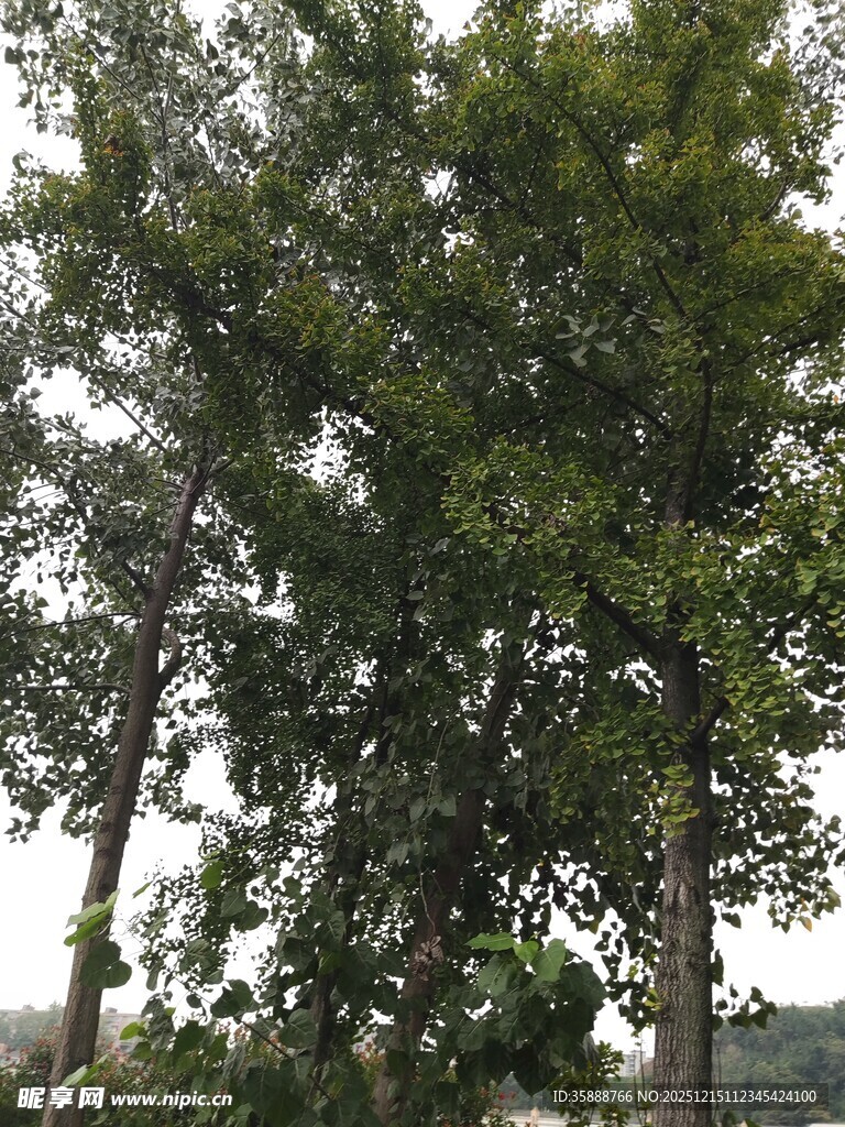 高大挺拔的树木景观