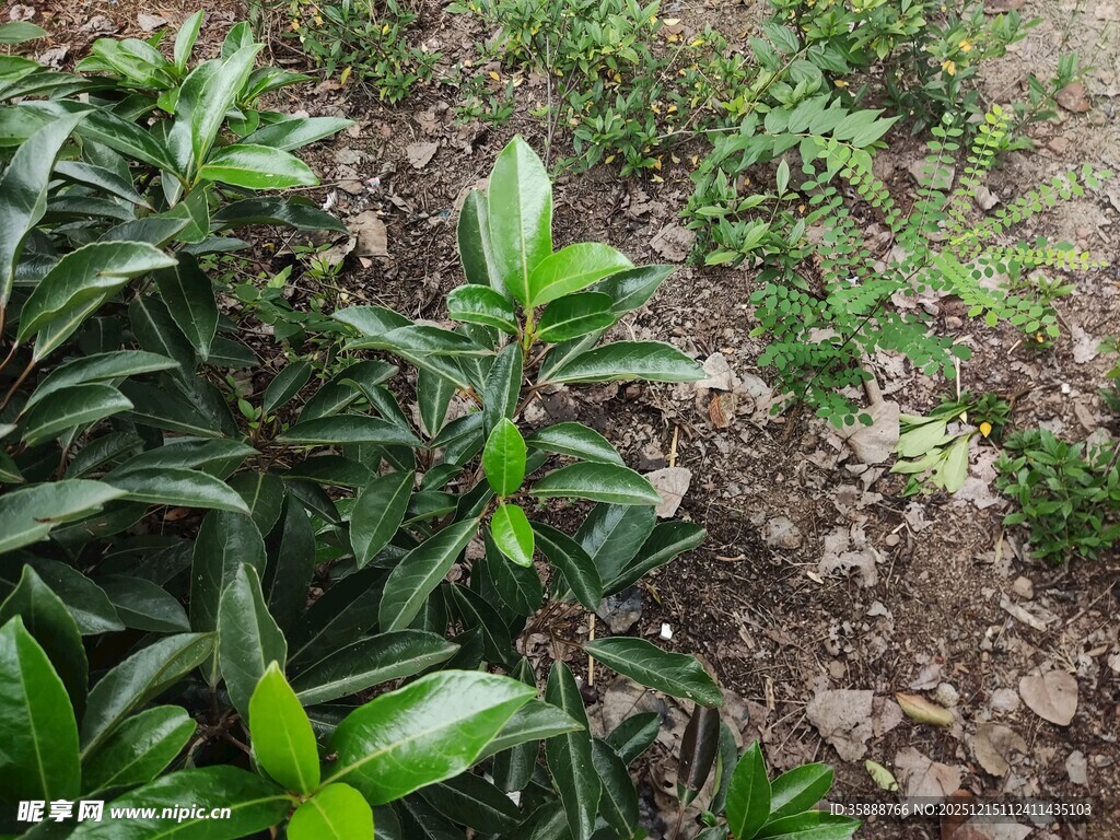 绿叶植物生机盎然的景象