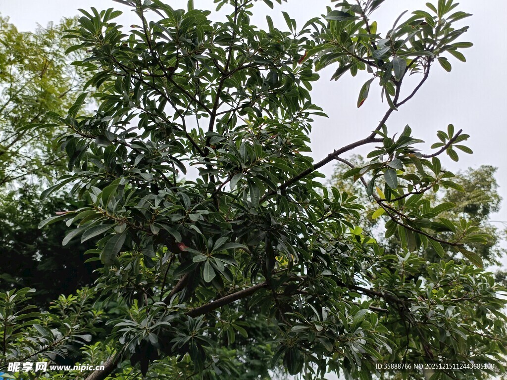 繁茂绿树展现自然生机