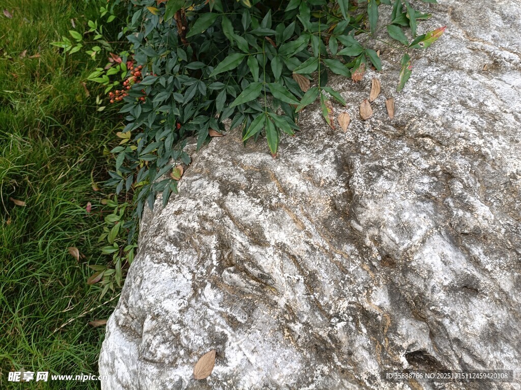 岩石上的绿色藤蔓植物