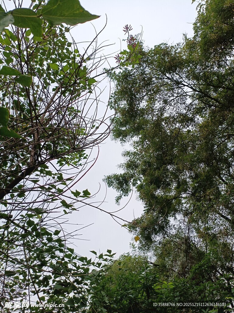 林间树梢上的天空景色