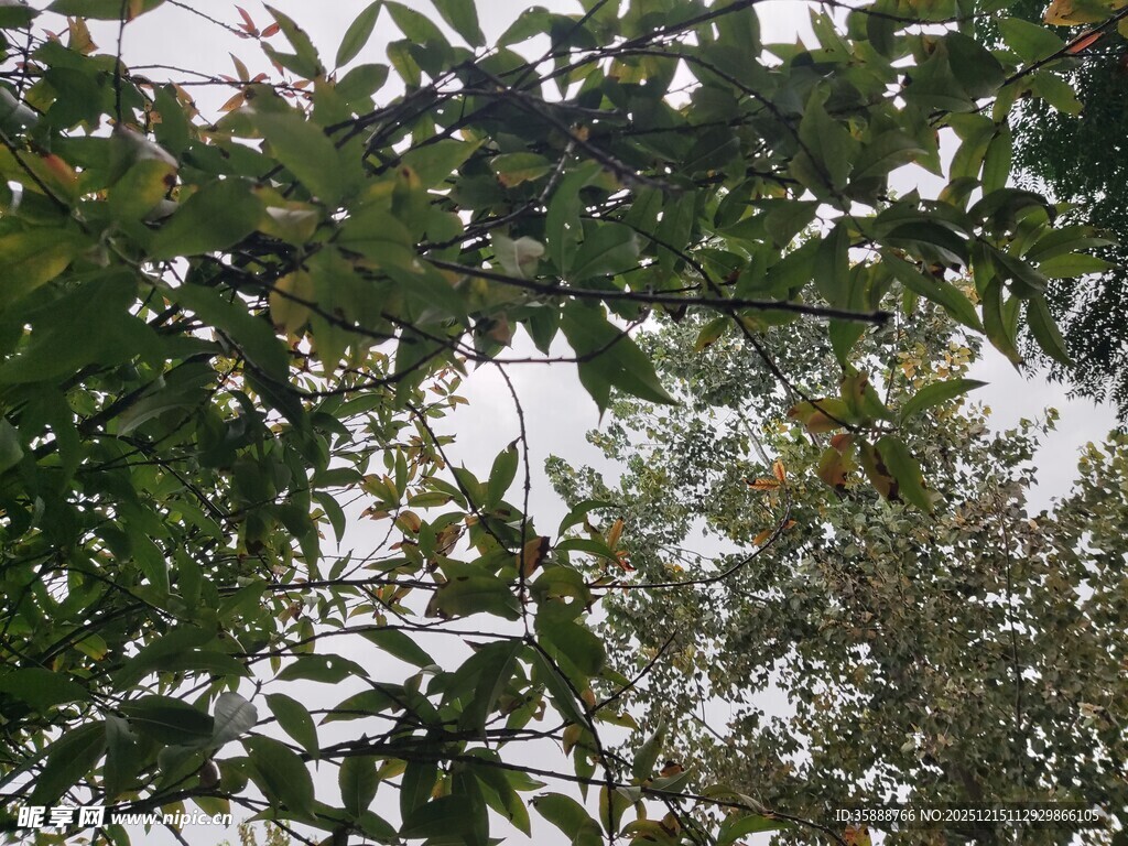 枝叶繁茂的树木景象