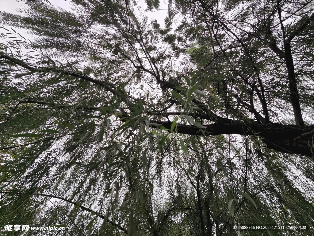 仰视繁花满枝的树木