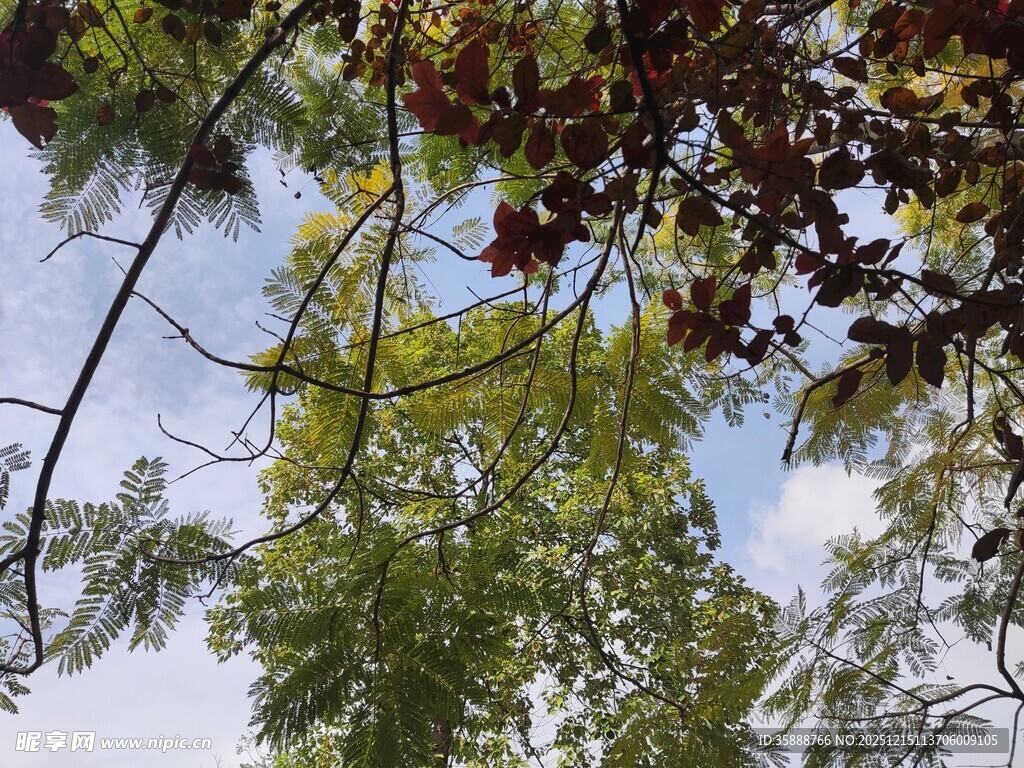 仰视繁茂枝叶与蓝天
