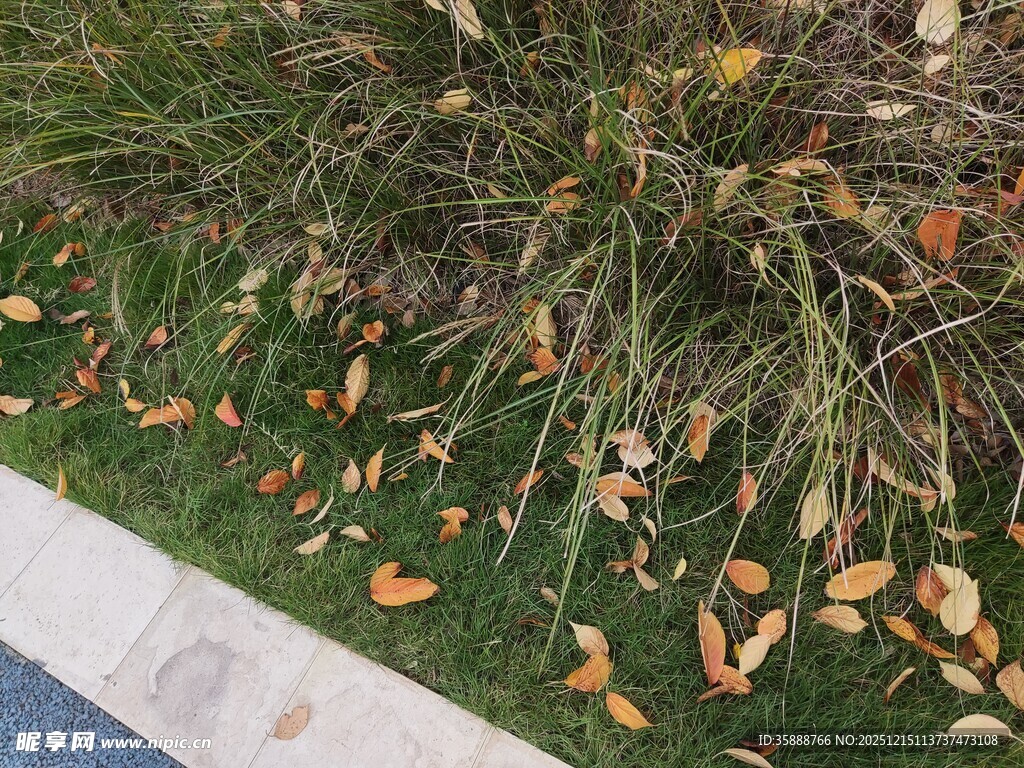 草坪上散落的枯黄树叶