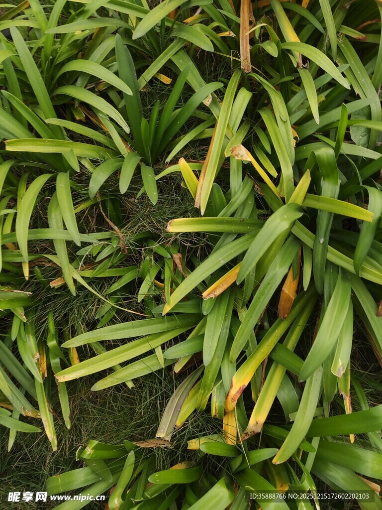 翠绿修长的植物叶片