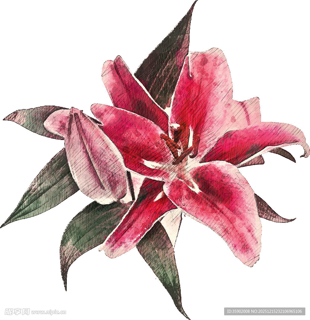 水彩绘粉色百合花