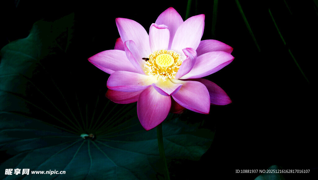 娇艳绽放的粉色荷花