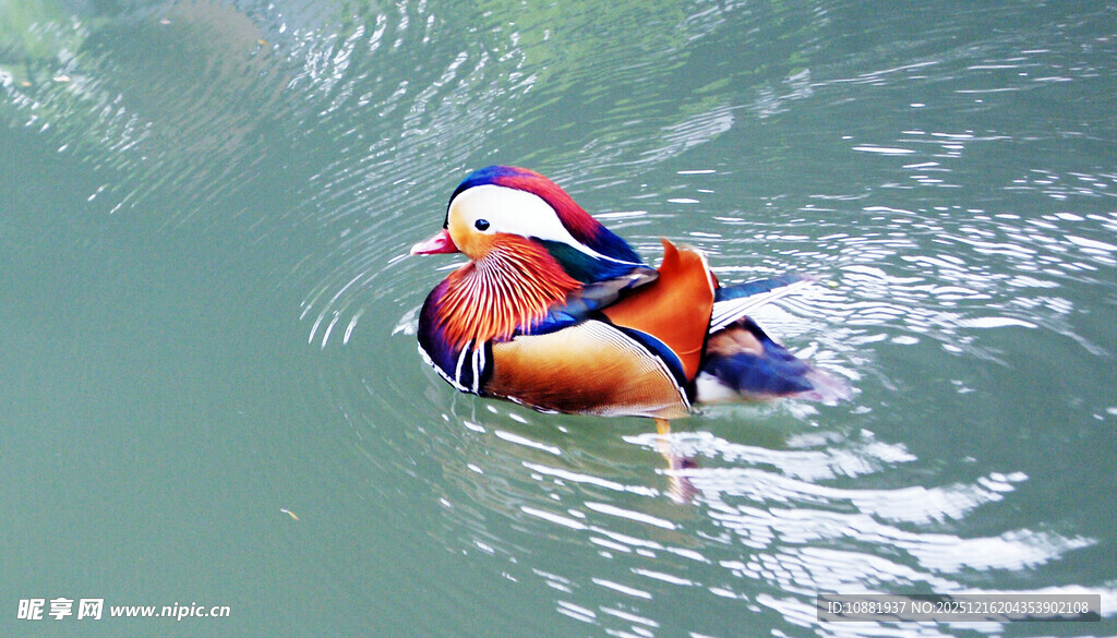 水中游动的美丽鸳鸯