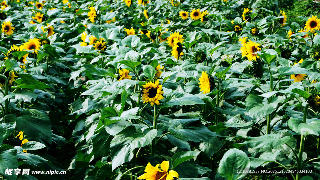 向日葵花田的灿烂景致