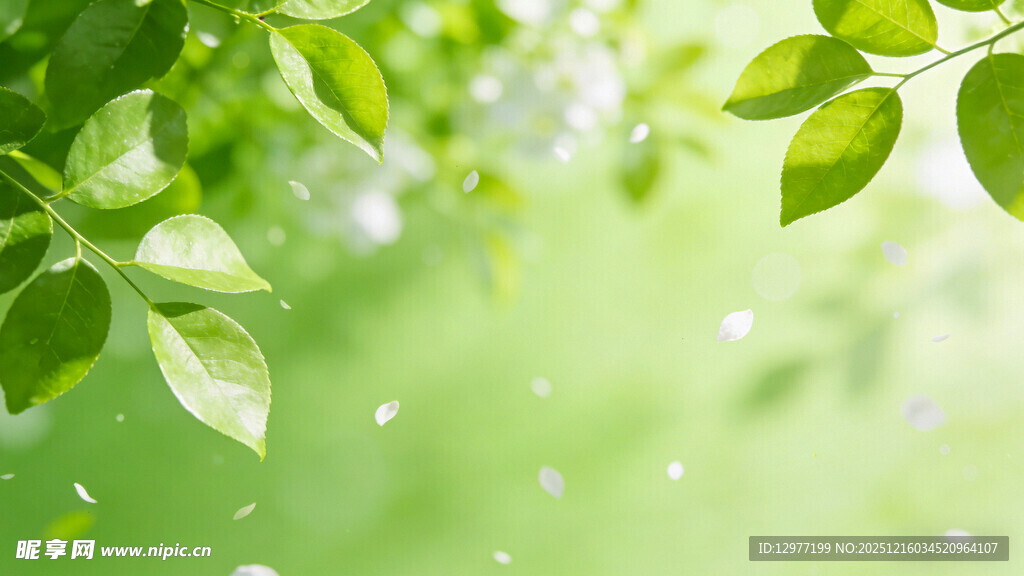 清新绿叶背景图