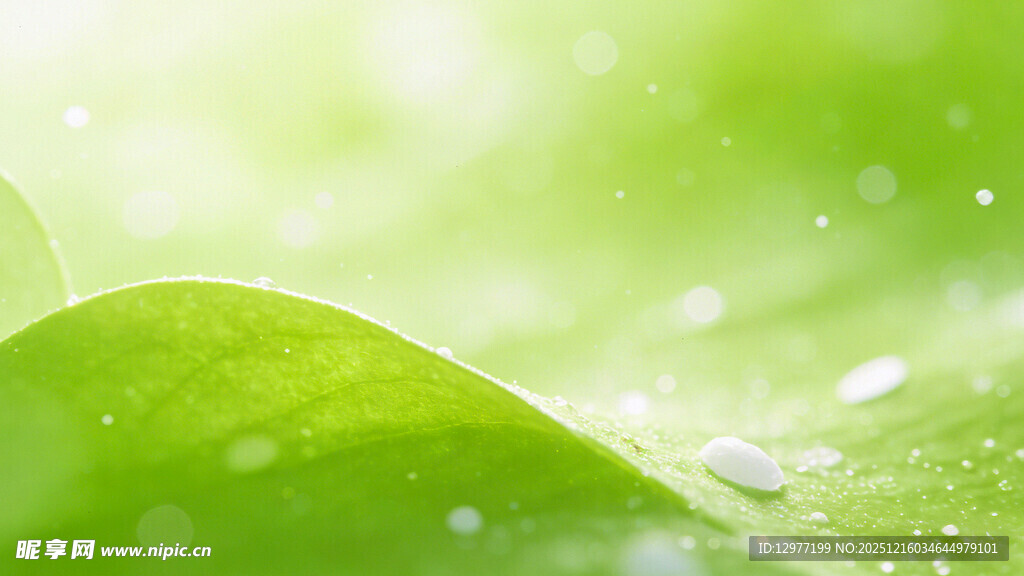 嫩绿叶片上的晶莹水珠