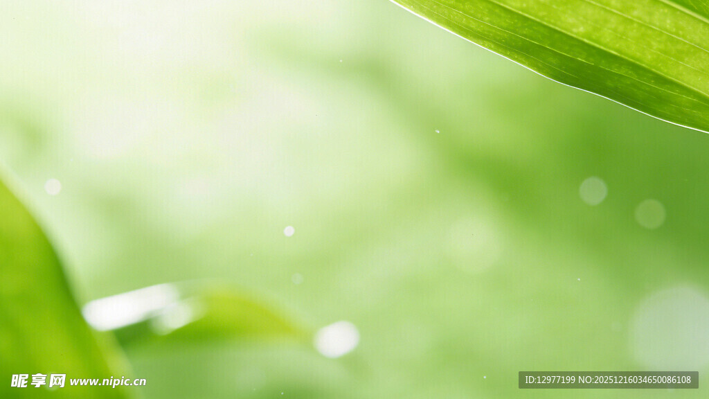 清新绿叶特写