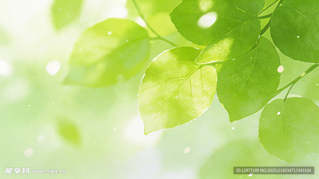 清新绿叶 自然生机景象