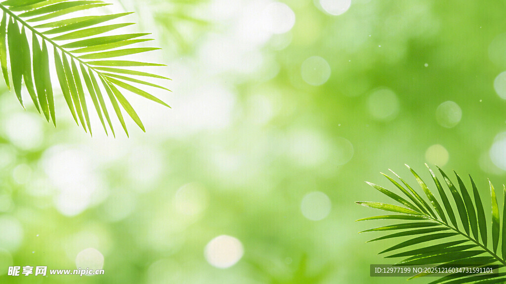 清新绿色棕榈叶背景图