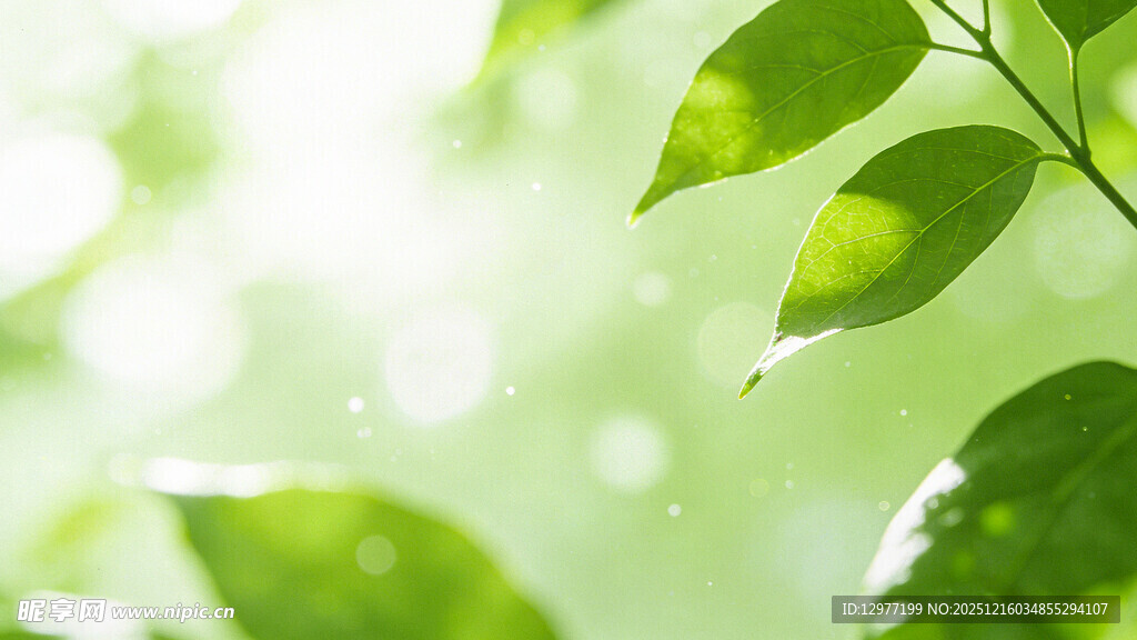清新绿叶 晨光中的自然美
