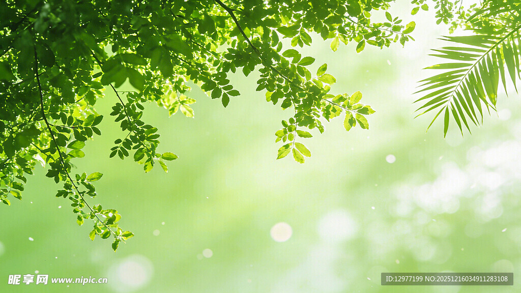 清新绿叶 自然绿意盎然