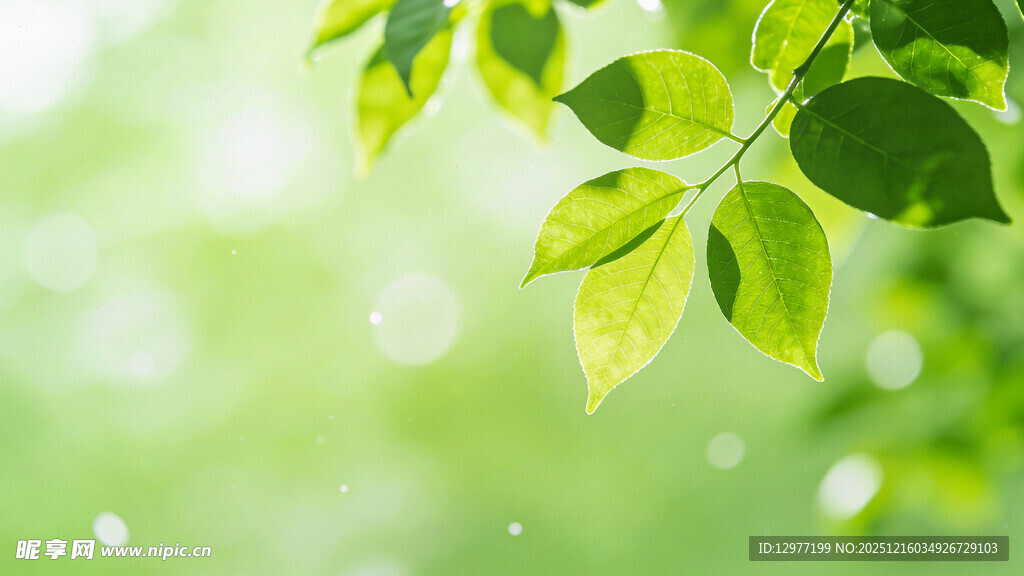 嫩绿叶片 清新自然之景