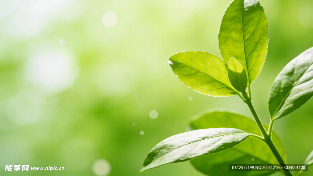 嫩绿叶片 清新自然景象