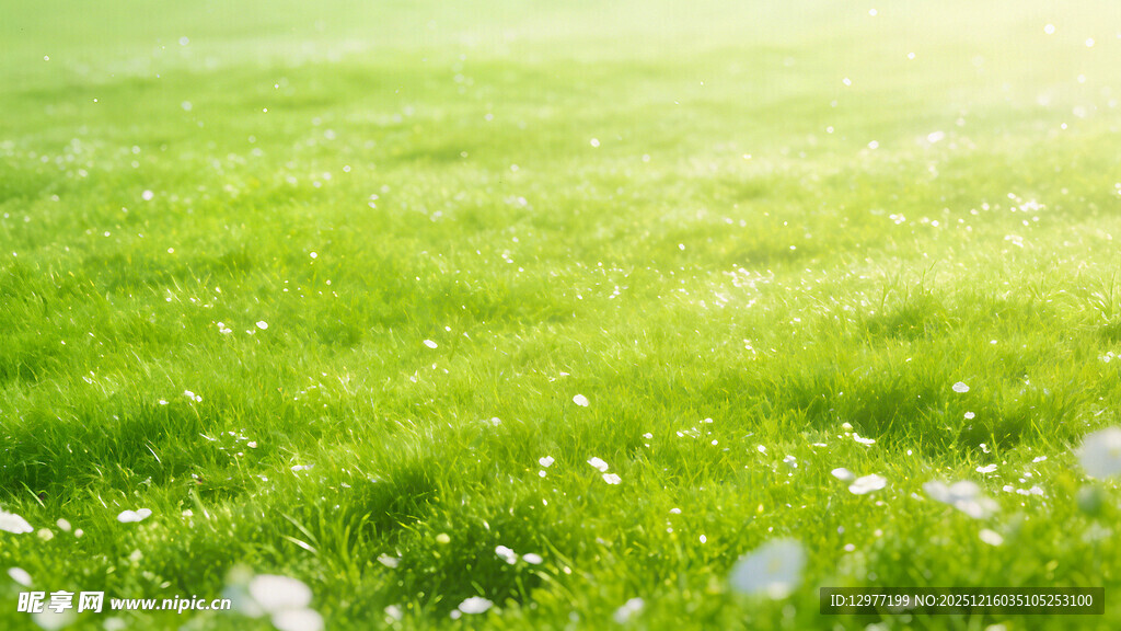 春日绿草地 蒲公英点缀