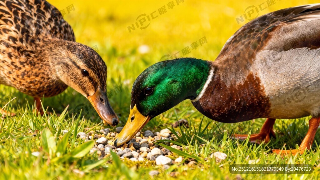 两只绿头鸭 一公一母两只绿头鸭