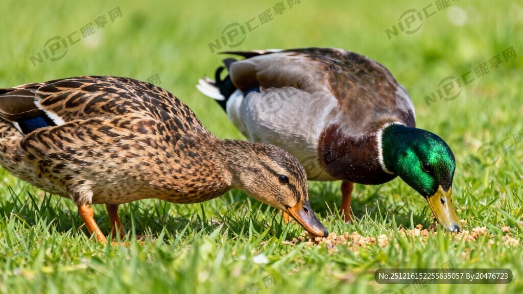 两只绿头鸭 一公一母两只绿头鸭