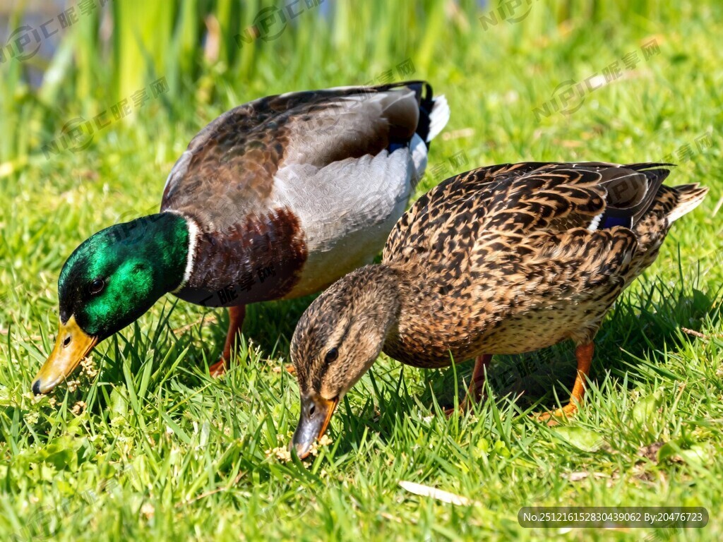 两只绿头鸭 一公一母两只绿头鸭