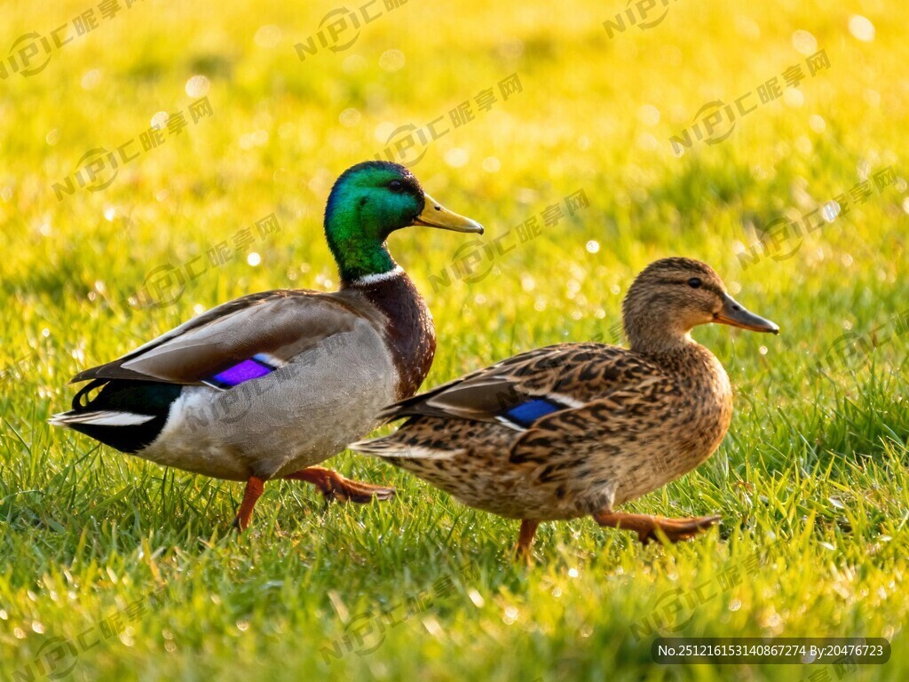 两只绿头鸭 一公一母两只绿头鸭