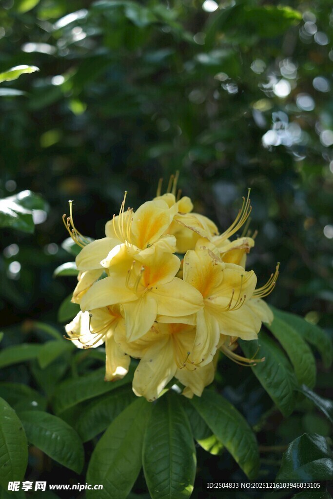 黄色杜鹃花特写