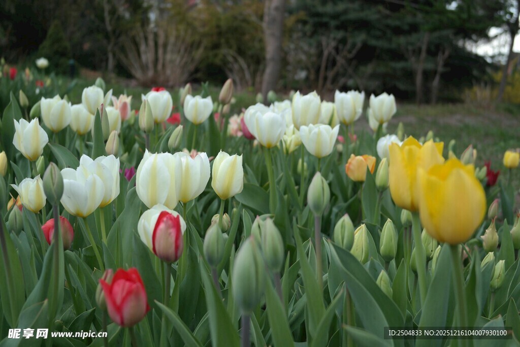 多彩郁金香盛放的花田