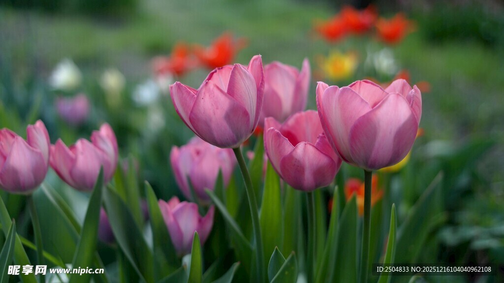 粉色郁金香绽放于花丛