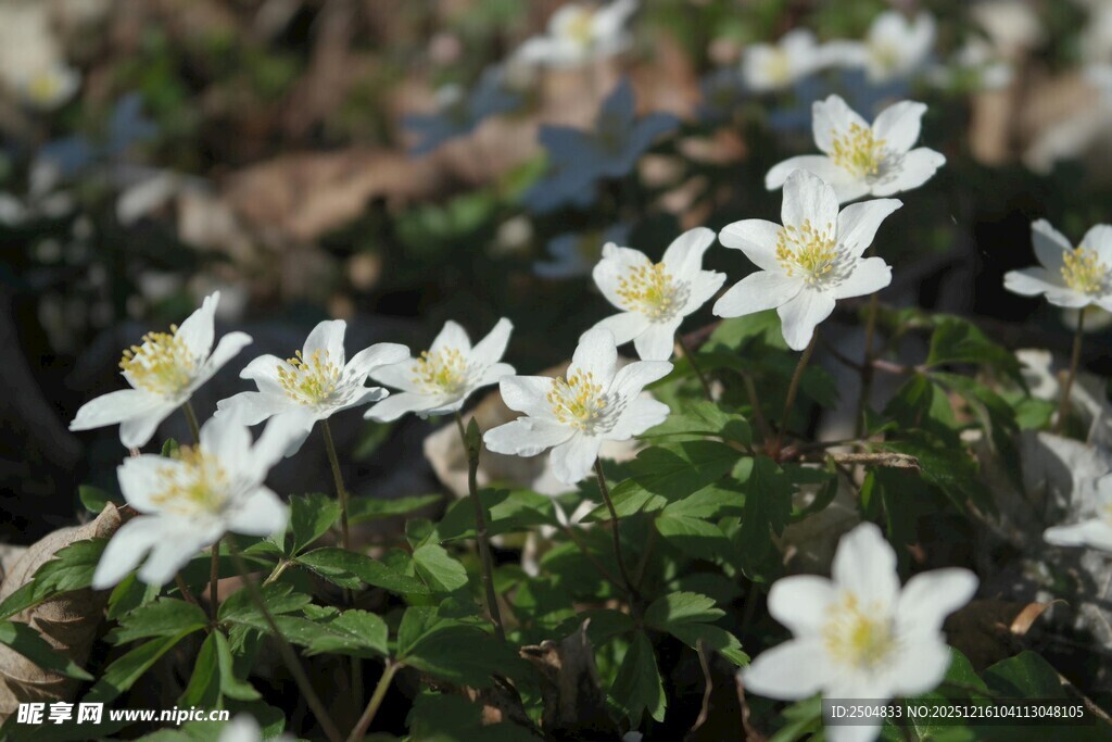 白色小花绽放于绿植间