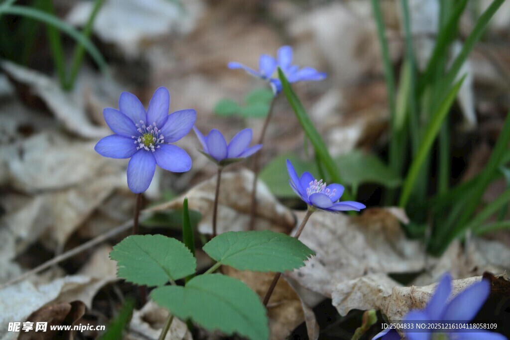 林间绽放的蓝色小花