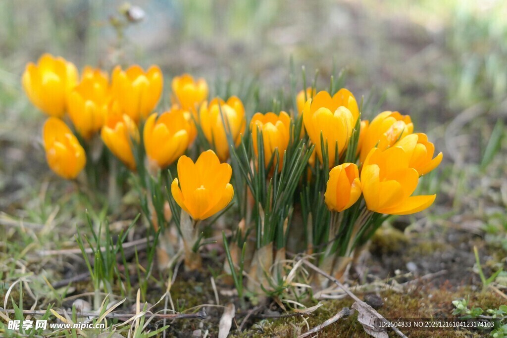 黄色番红花绽放于草地