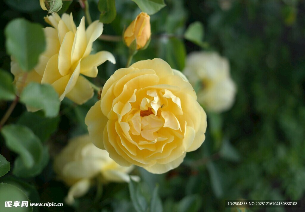 黄玫瑰绽放