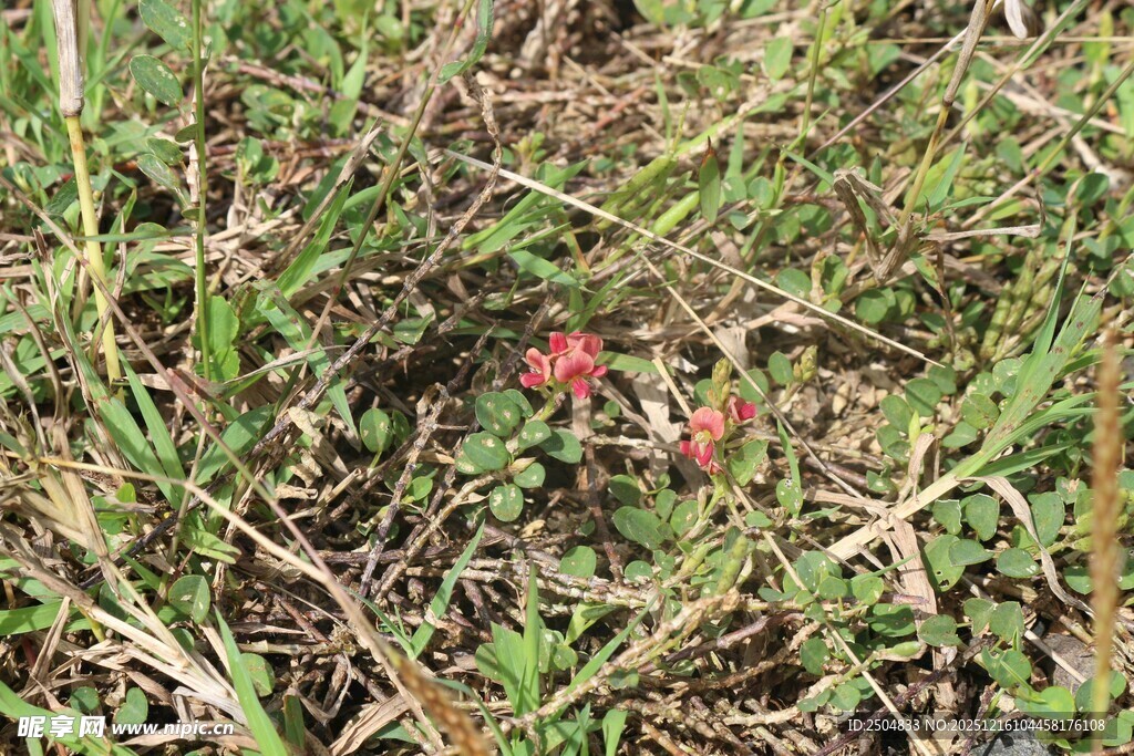 草丛中的红色植物