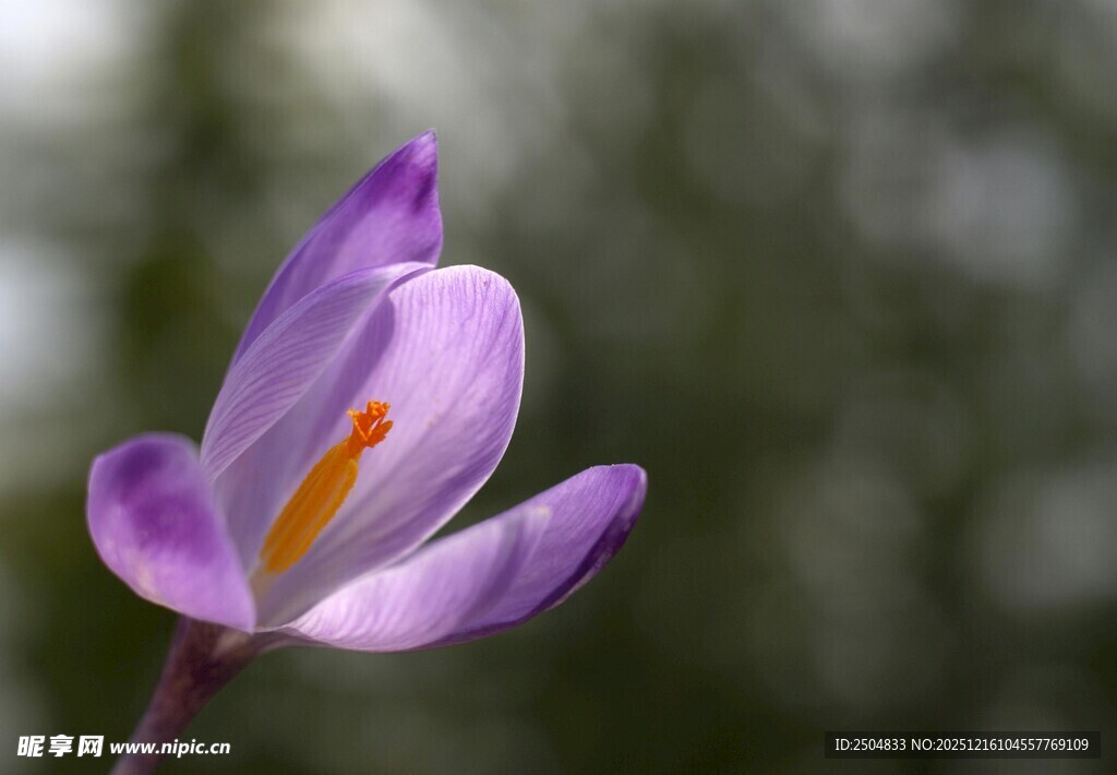紫色番红花特写