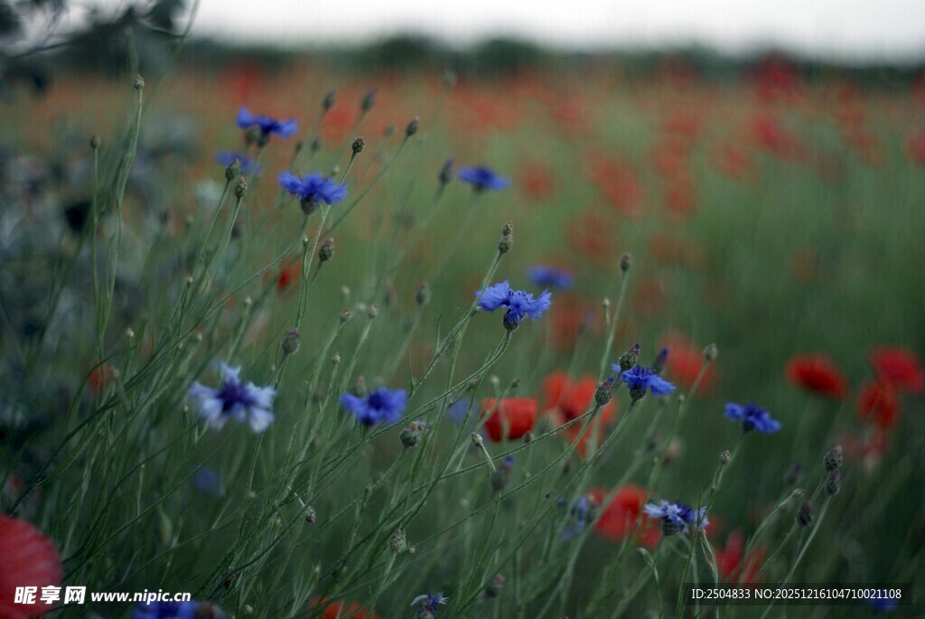 花海烂漫 红蓝花朵竞艳