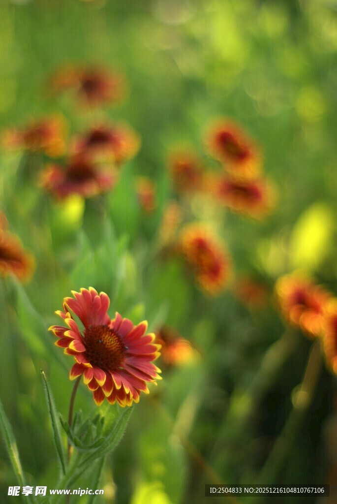 鲜艳小花绽放于绿意间