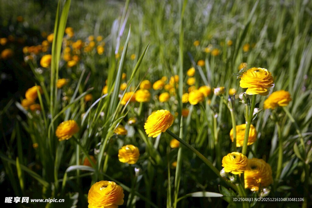 春日黄花绽放于绿草丛中