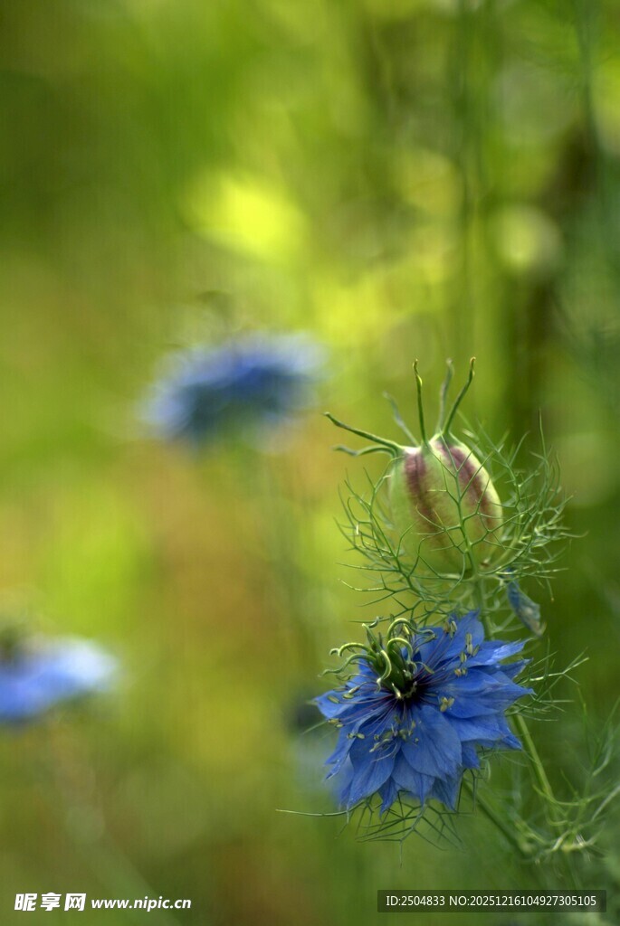 蓝花绽放于绿意之中