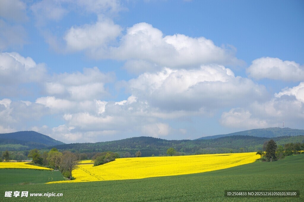 春日田野油菜花美景