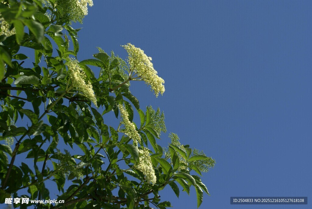 蓝天映衬下的翠绿枝叶