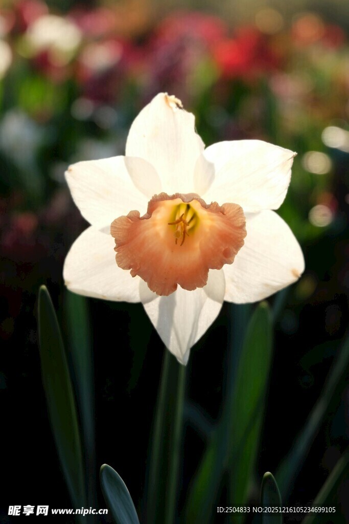 白色水仙花特写