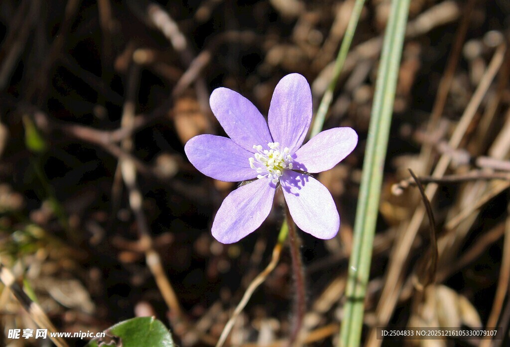 紫色小花绽放于地面