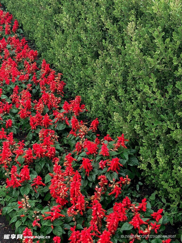 鲜艳一串红花卉景观