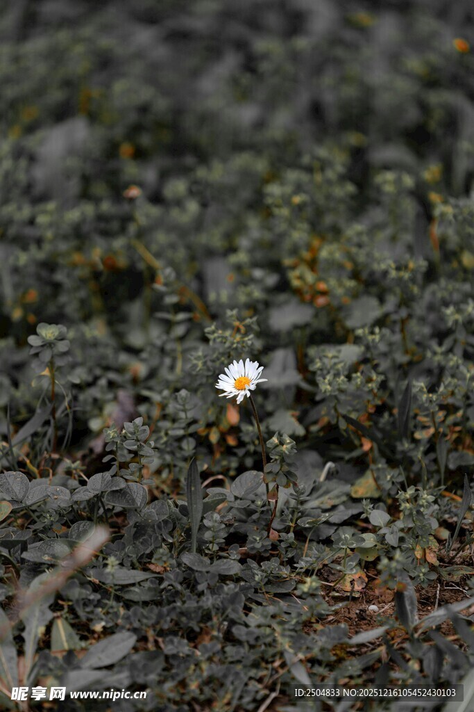 地面上的一朵白色小花