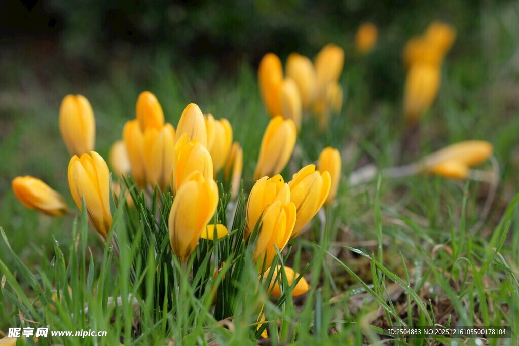 黄色番红花绽放于草地